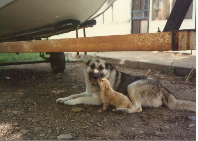 img433