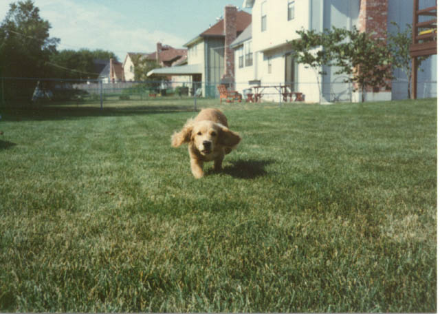 img443